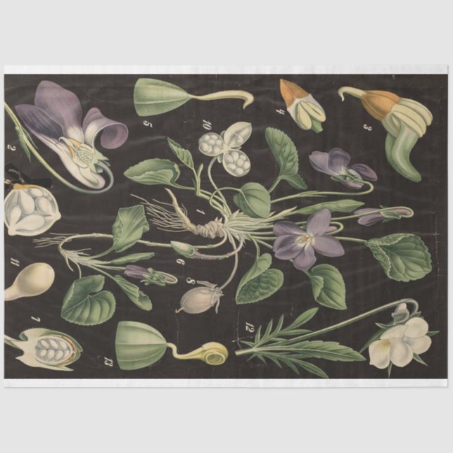 Papel Decoupage de Ervilha Doce (Frente )