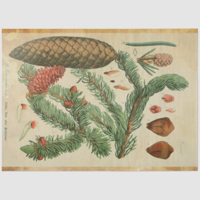 Papel Decoupage do Pinho de Natal (Frente )