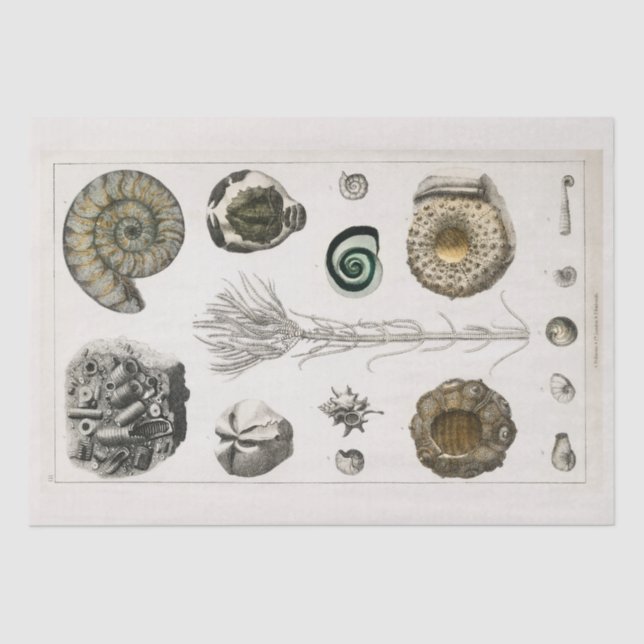 PAPEL DOS TECIDOS: GRÁFICO FÓSSEO DA VINTAGEM: GOL (Frente )