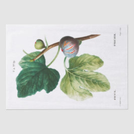 PAPEL DOS TECIDOS: PIERRE'JOSEPH REDOUTÉ : FIGOS