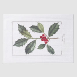 PAPEL DOS TECIDOS: PIERRE'JOSEPH REDOUTÉ : HOLLY