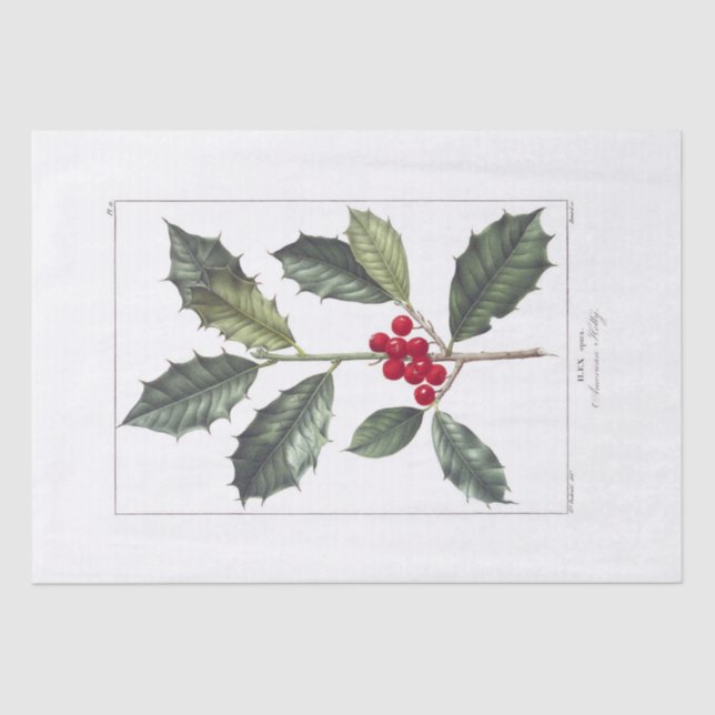 PAPEL DOS TECIDOS: PIERRE'JOSEPH REDOUTÉ : HOLLY (Frente )