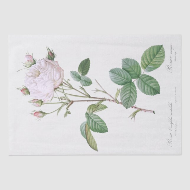 PAPEL DOS TECIDOS: PIERRE'JOSEPH REDOUTÉ : ROSE BR (Frente )