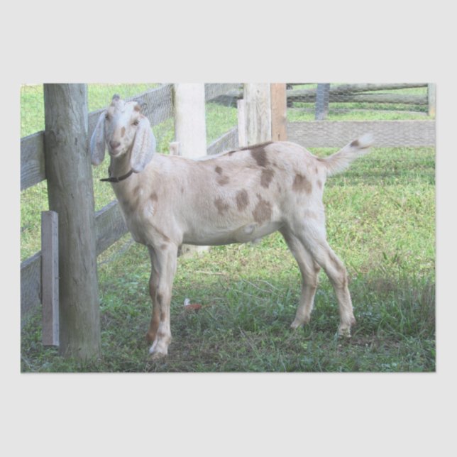 Papel em tecido branco de cabeça chata em forma de (Frente )