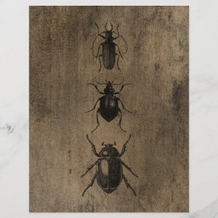Papel Escarpado Dos Escaravelhos Grunge Vintage
