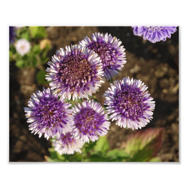 Papel Fotográfico do Kodak Foto das Flores Roxas (Frente)