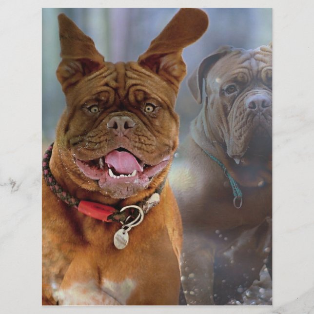 Papel Mastiff Plus (Frente)