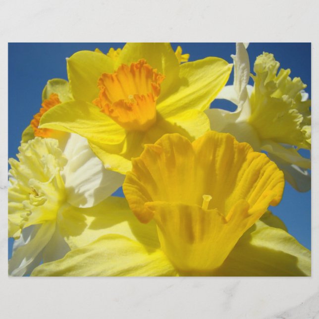 Papel para scrapbooking Flores Amarelas Narcisos (Frente)
