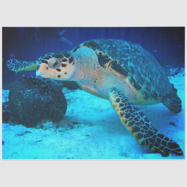 Papel para Tartarugas do Mar de Dissociação (Frente )