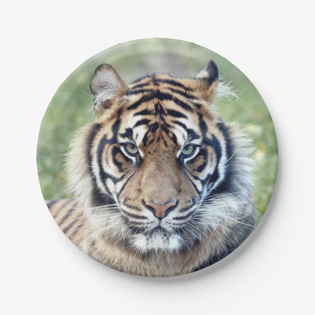 Papel Plano de papel. Tigre fotográfico 03. Prato de Pap (Frente)