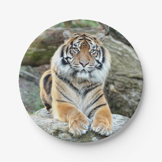 Papel Plano de papel. Tigre fotográfico 04. prato de pap (Frente)