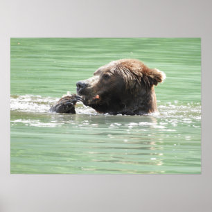 Papel Poster 28x20 (Matte) com urso pardo