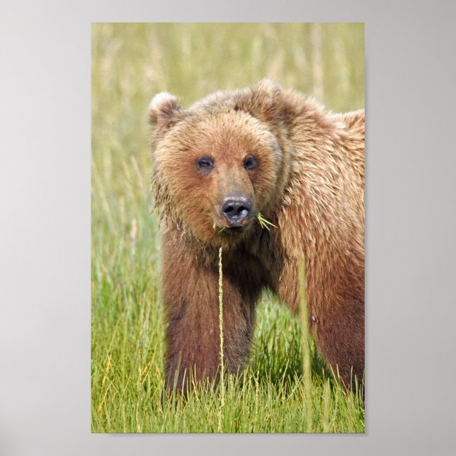 Papel Poster 8x12 (Matte) de urso pardo (Frente)