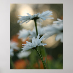 Papel Poster de 20" x 16", Valor (Matte)