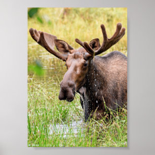 Papel Poster de alce 5 x 7