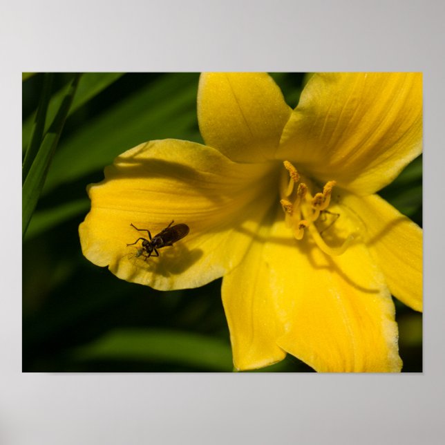 Papel Poster de Flor Amarelo (Matte) (Frente)