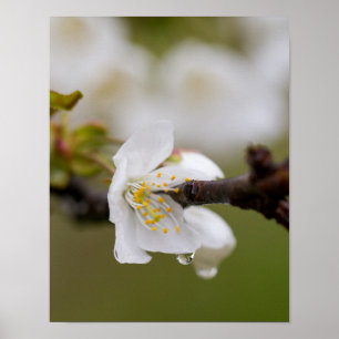 Papel Poster de gota-chuva (Matte)