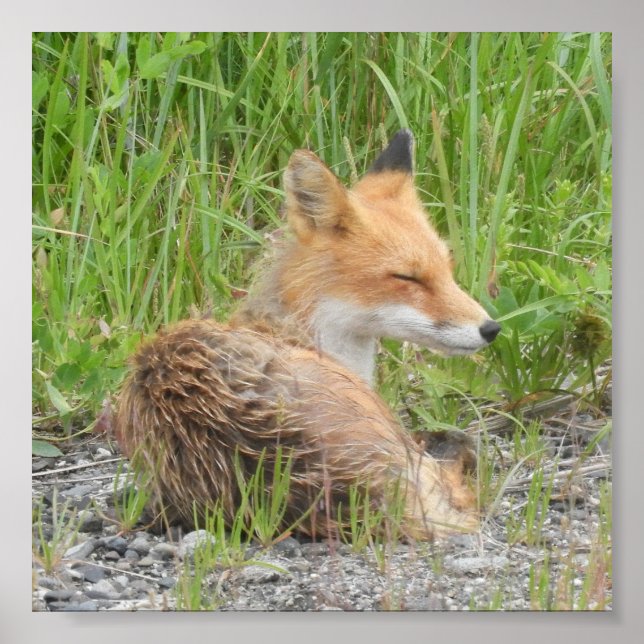 Papel Poster de valor 6x6 (Matte) com raposa (Frente)