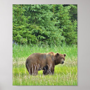 Papel Poster de valor 8x10 (Matte) com urso pardo