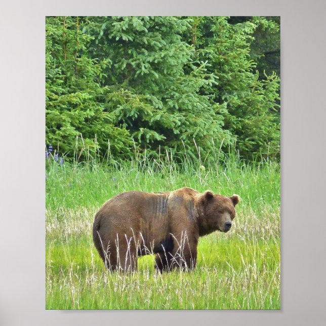 Papel Poster de valor 8x10 (Matte) com urso pardo (Frente)