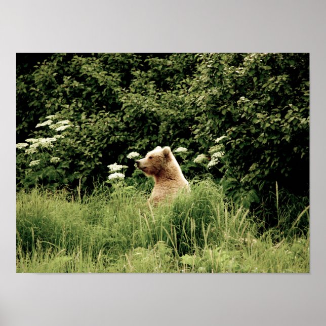 Papel Poster (Matte) 16x12 de urso pardo (Frente)