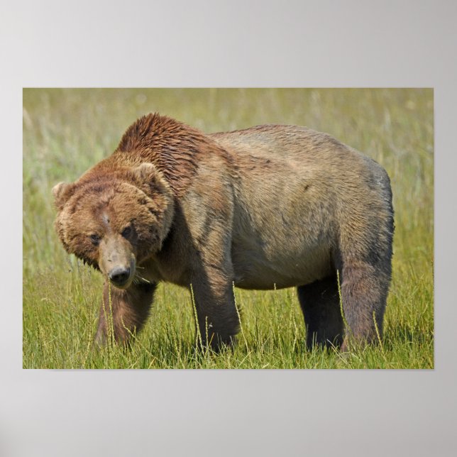 Papel Poster (Matte) 19x13 de urso pardo (Frente)