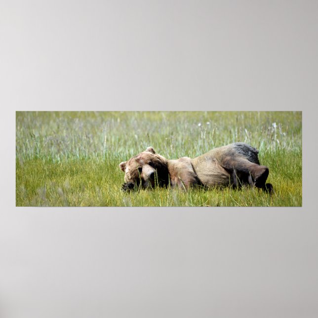 Papel Poster (Matte) 36x12 do urso pardo (Frente)