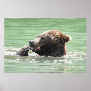 Papel Poster (Matte) 36x24 do urso pardo