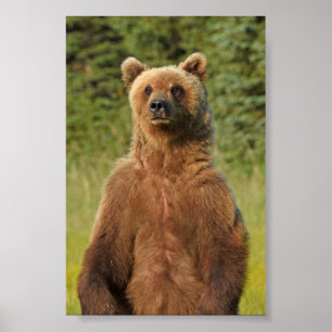 Papel Poster (Matte) 4x6 de urso pardo