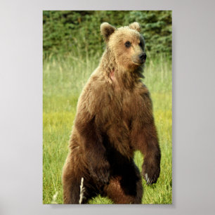 Papel Poster (Matte) 4x6 de urso pardo