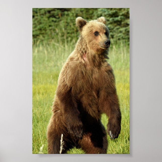 Papel Poster (Matte) 4x6 de urso pardo (Frente)