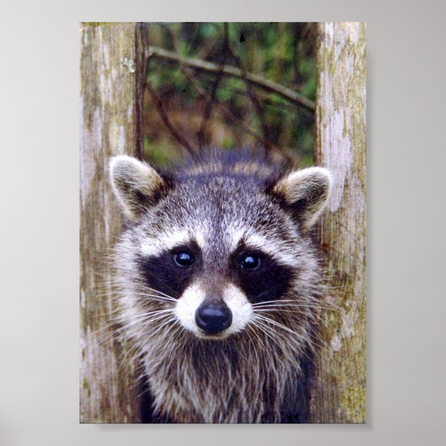 Papel Poster (Matte) 5x7 do raccoon (Frente)