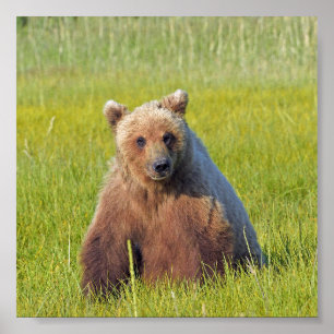 Papel Poster (Matte) 6x6 de urso pardo