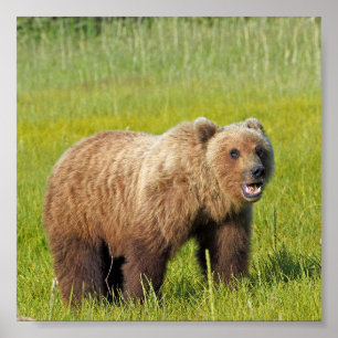 Papel Poster (Matte) 6x6 de urso pardo