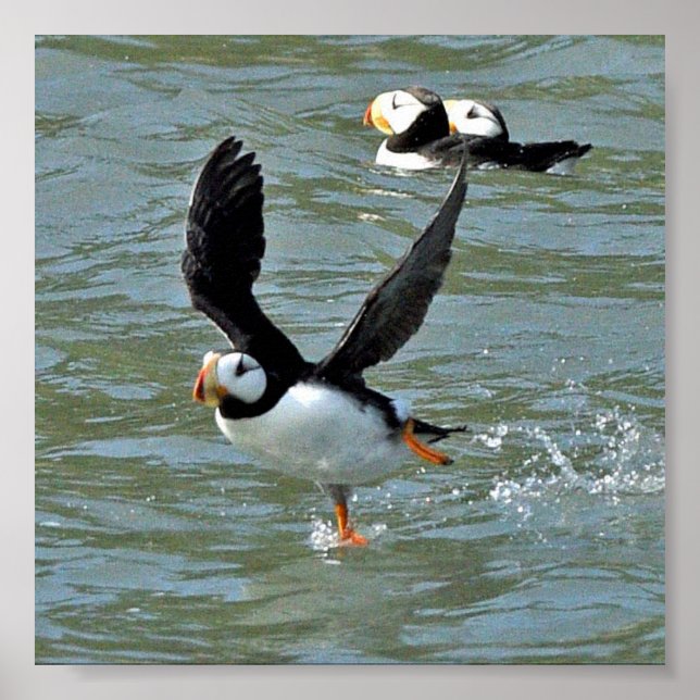 Papel Poster (Matte) 6x6 dos puffins (Frente)