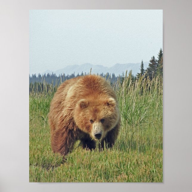 Papel Poster (Matte) 8,5x11 de urso pardo (Frente)