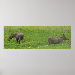 Papel Poster (Matte) de alce 36x12