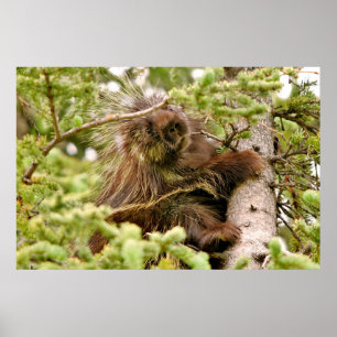 Papel Poster (Matte) de porcupina 36x24