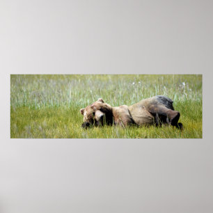 Papel Poster (Matte) de urso pardo 36x12