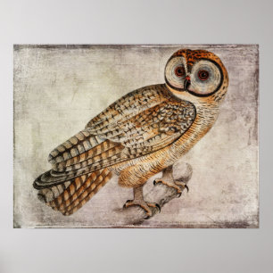 Papel Poster ou Decoupage do Vintage Owl