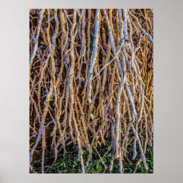 Papel Poster (Semibrilho), Impressão,, não lançado