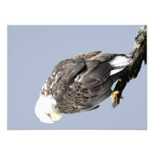 papel profissional da foto de 16x12 Kodak (cetim)