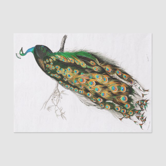 Papel Tecido de Peacock Vintage (Frente )