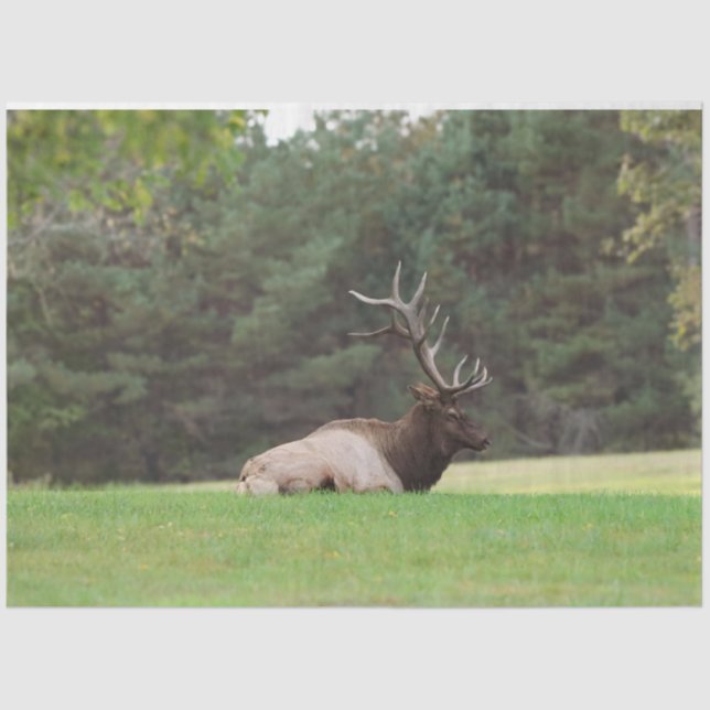 Papel Tecido Elk (Frente )