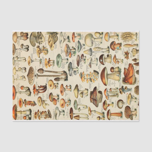 Papel Tecido para Coleta de Cogumelos (Frente )