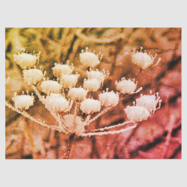 Papel Tecidual + Papel Decoupage - Primeiro Congel (Frente )