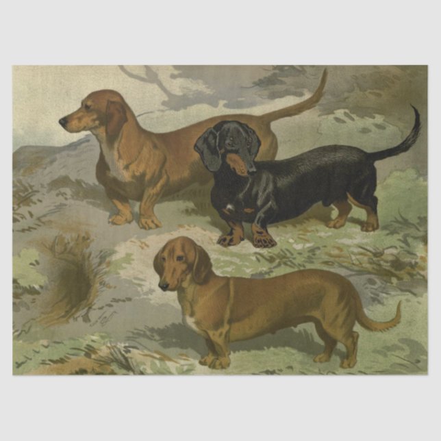 Papel Tecidual Vintage Dachshances (Frente )