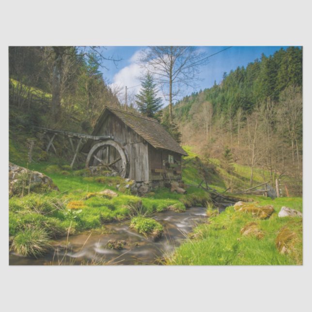 papel tecidular da serração (Frente )