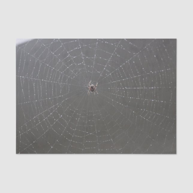 Papel tecidular da Web Spider (Frente )