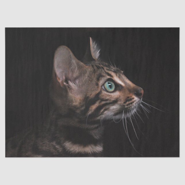 papel tecidular de gatinho (Frente )